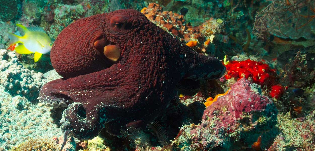 Octopus 5db511b6ebf9e560554081