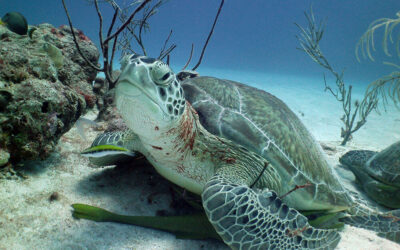 The Impressive Marine Life of the Riviera Maya