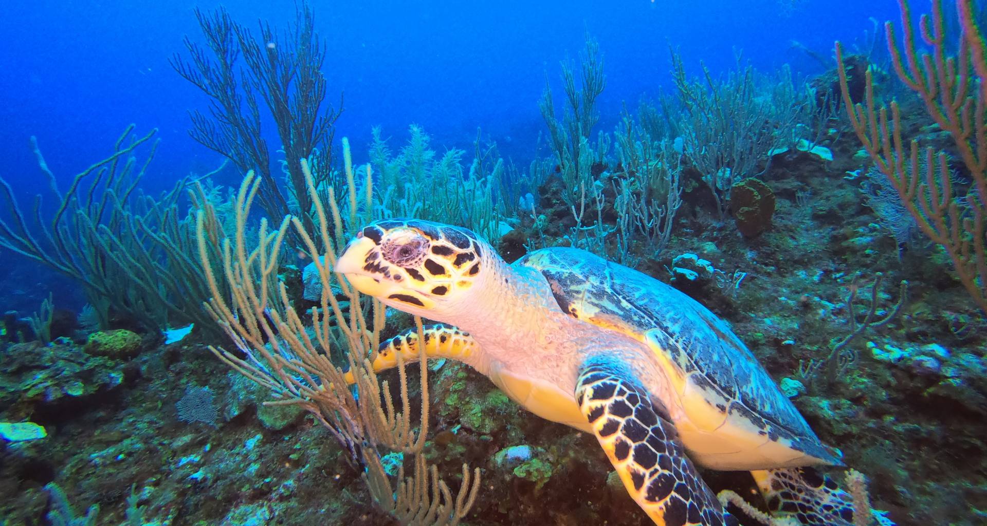 Best hidden diving secret in Mexico?