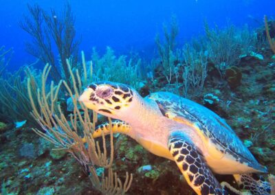 5fbec2565ea17022167138