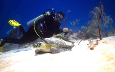 Best seasons to dive in the Riviera Maya