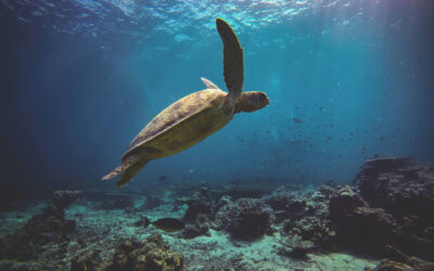 World Turtle Day + International Day for Biological Diversity