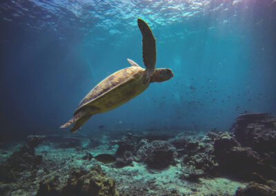 644bed90a6c9a555514693 1