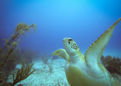 644bedab1fb40538431383 1