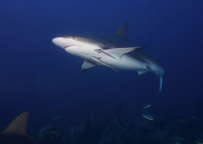 6557b16f68412788445037