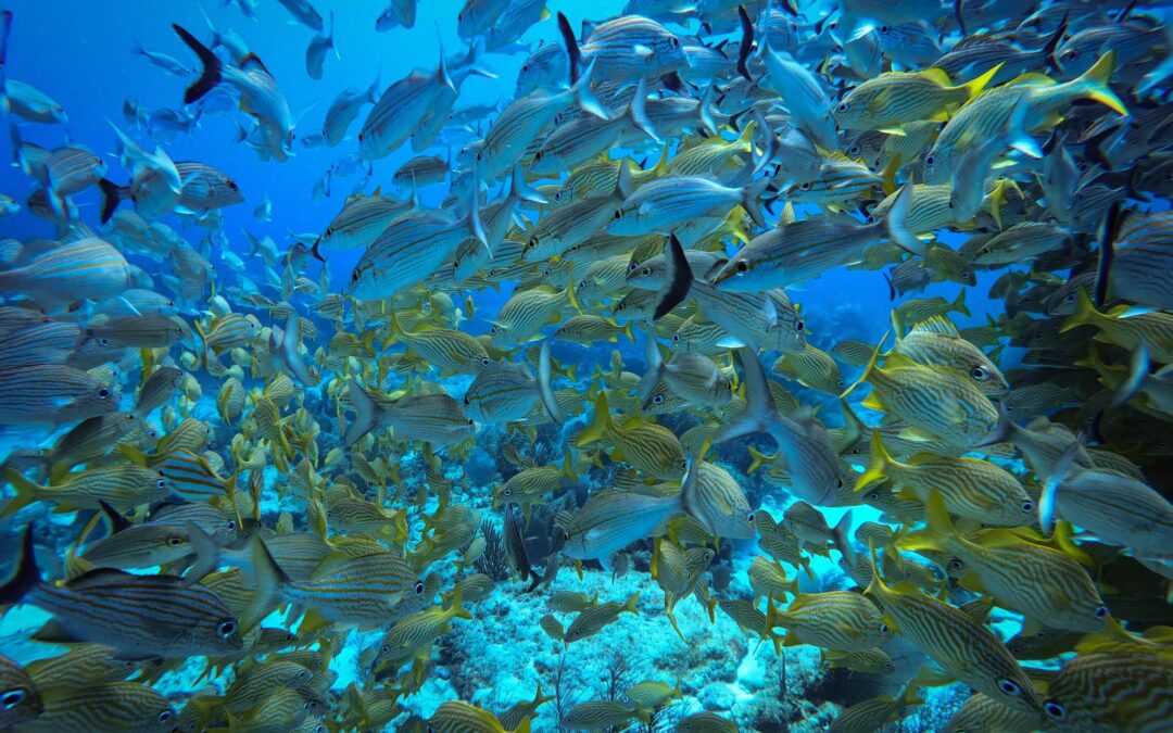 Unique marine life in the Riviera Maya to witness in 2023