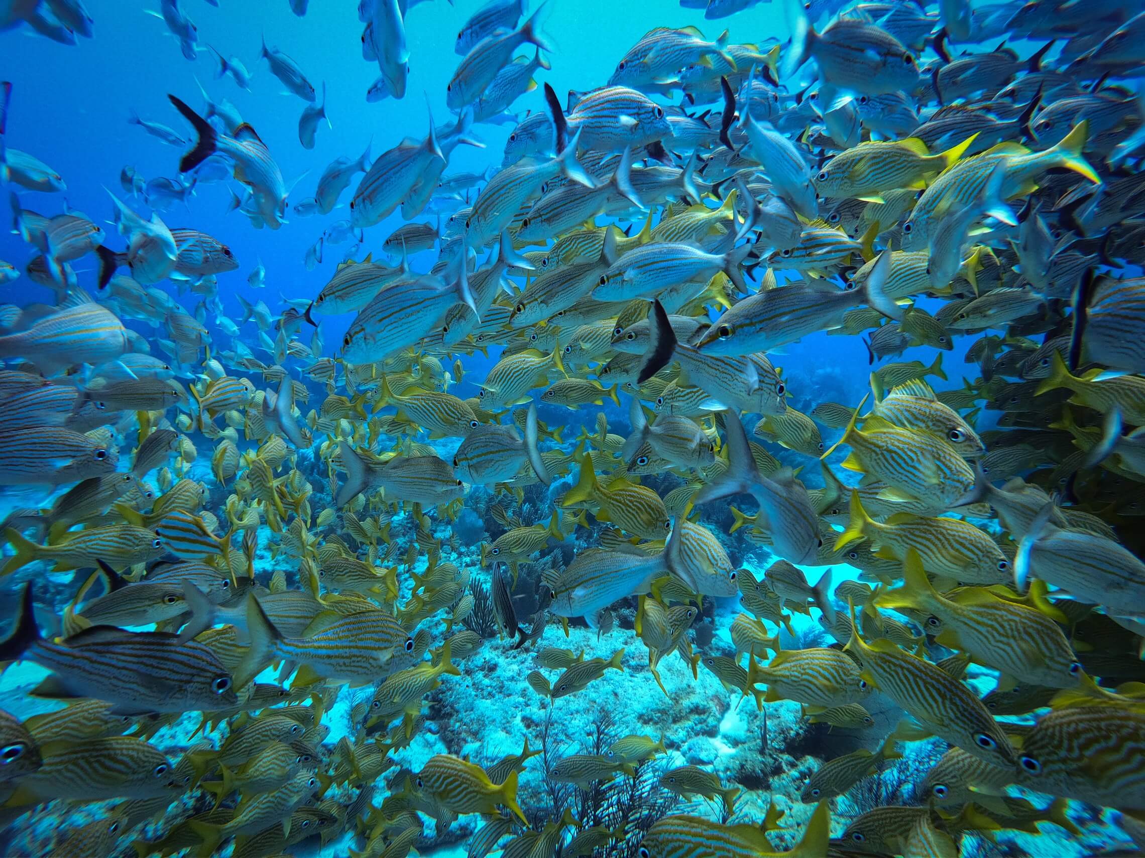 Unique marine life in the Riviera Maya to witness in 2023