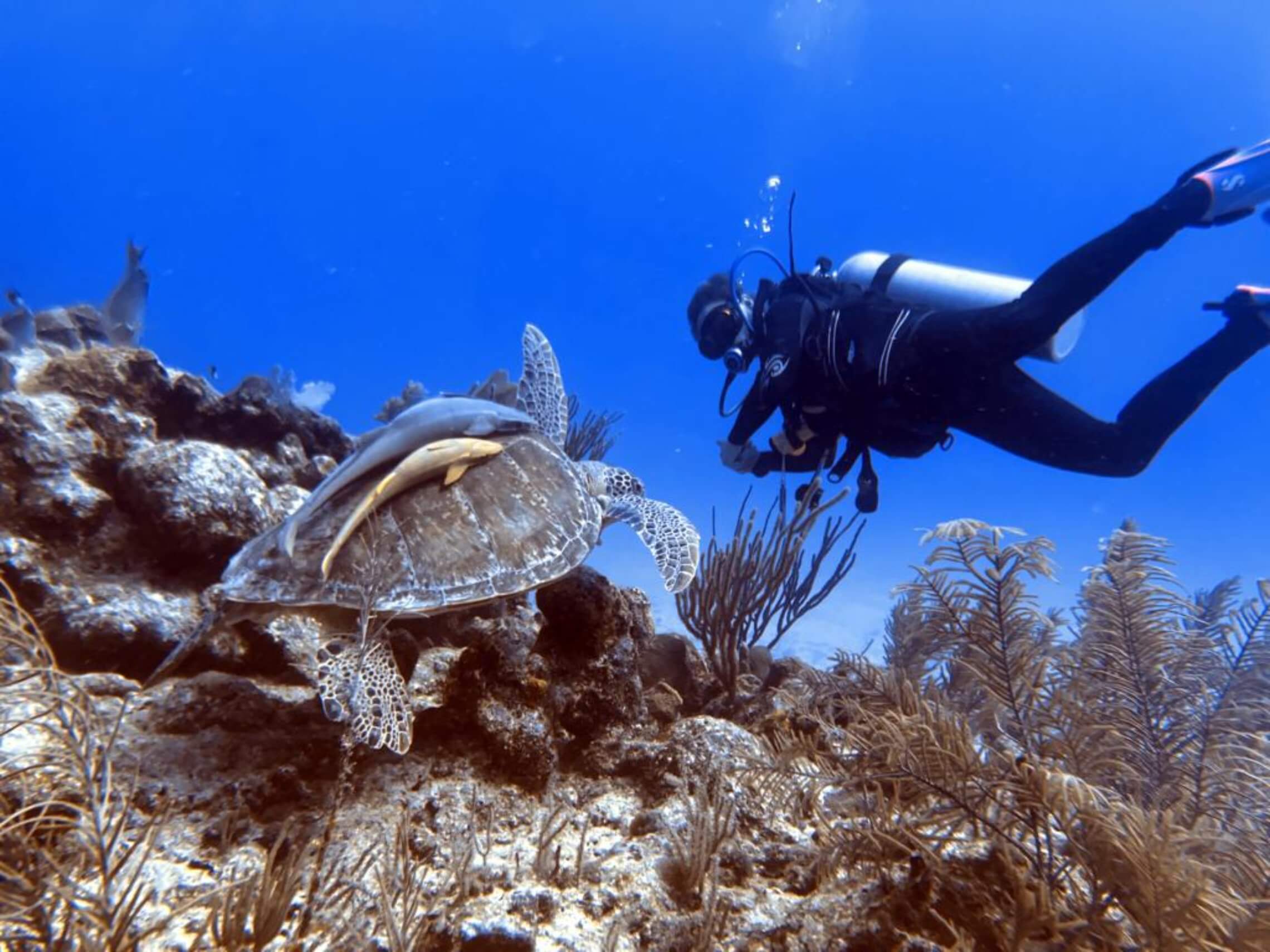 Diver and turtle-008 Diver and turtle 008