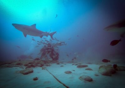 blue experience gallery 0009