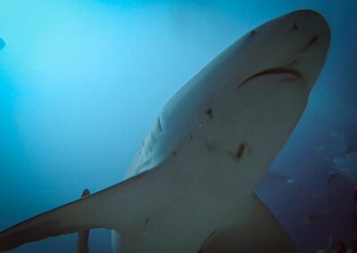 blue experience gallery 0013