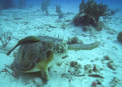 blue experience gallery 0014