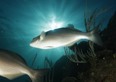 blue experience gallery 0017