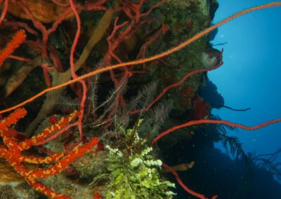 blue experience gallery 0018