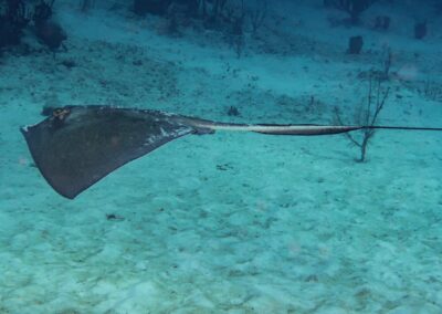 blue experience gallery 0020