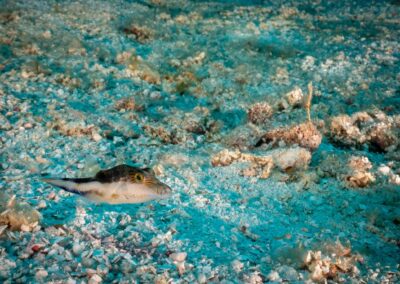 blue experience gallery 0025