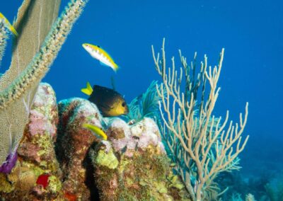 blue experience gallery 0029