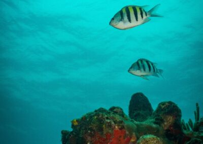 blue experience gallery 0031