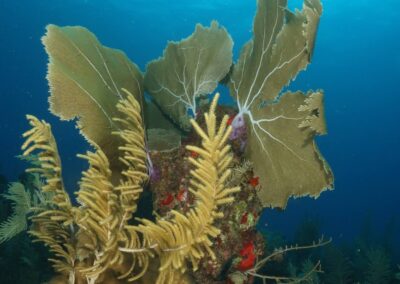 blue experience gallery 0032