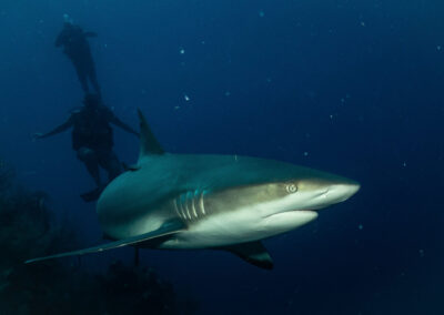 blue experience gallery 0037