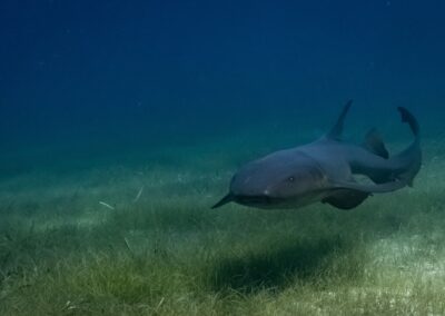 blue experience gallery 0039