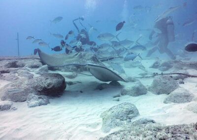 bull shark tour 003