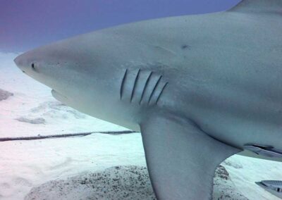 bull shark tour 007