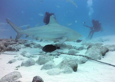 bull shark tour 008