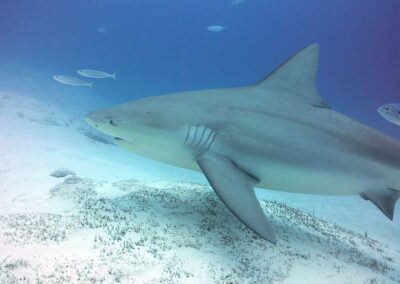 bull shark tour 009