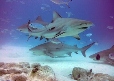 bull shark tour lg