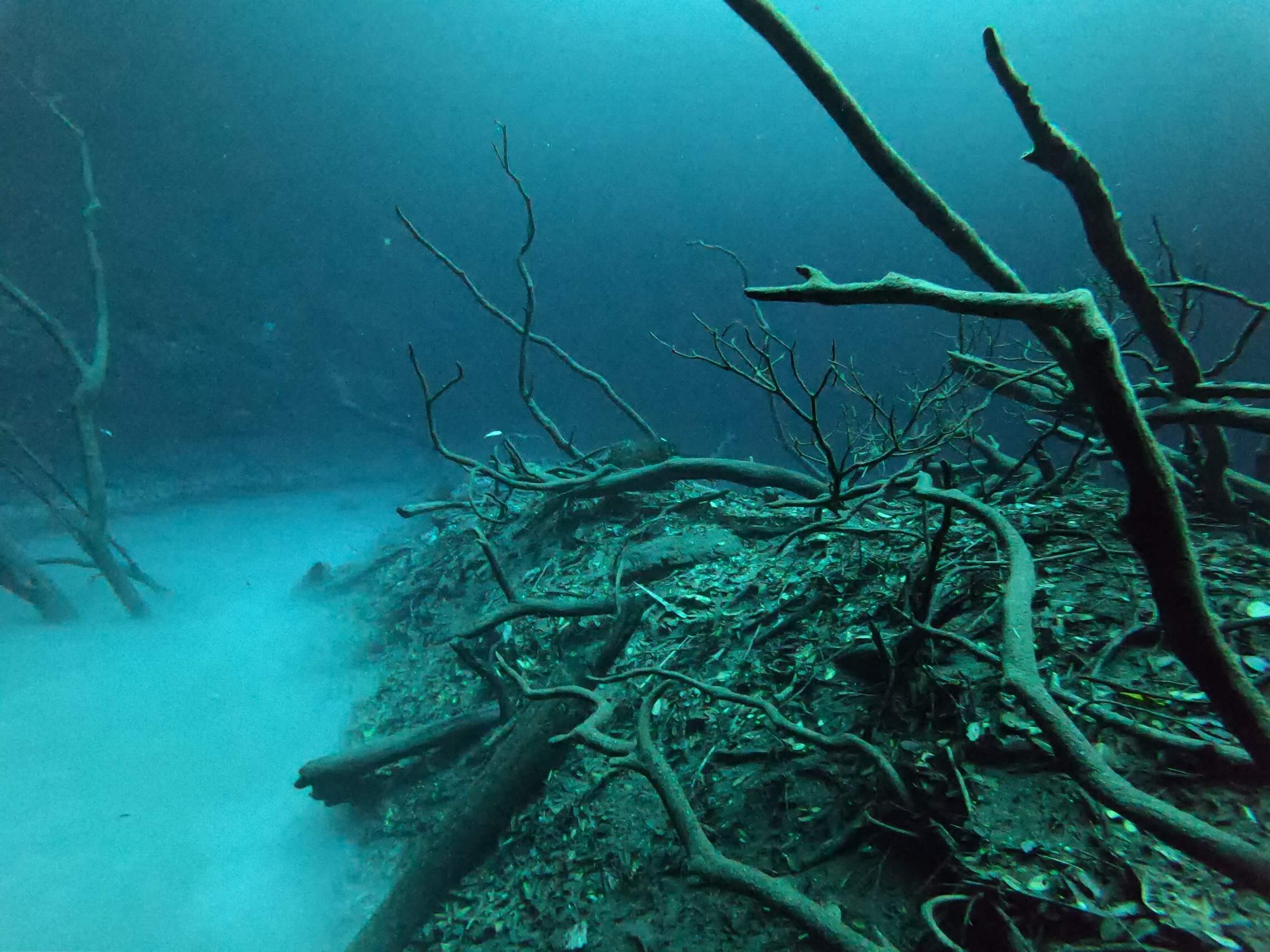 cenote diving blue experience 0021