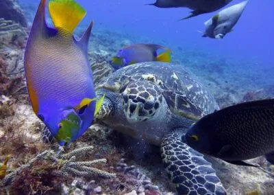 cozumel g 05 1