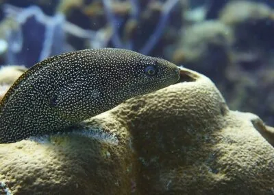 cozumel g 08 1
