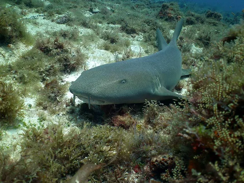cozumel g 09