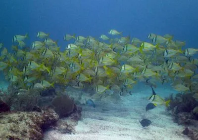 Naufragio en Puerto Morelos 73 cwreck g 07