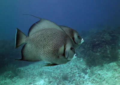 ocean diving 02