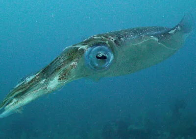 ocean diving 12
