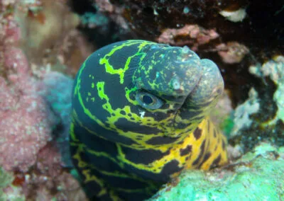 ocean diving 14