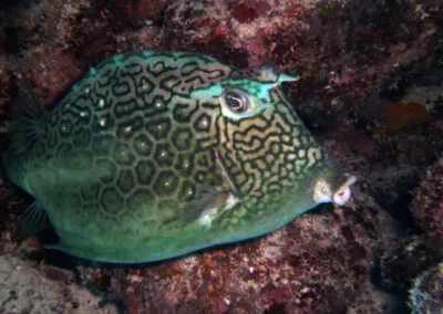 ocean diving 16