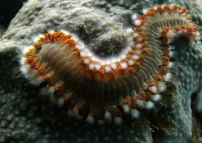 ocean diving 19