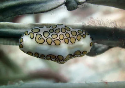 ocean diving 20