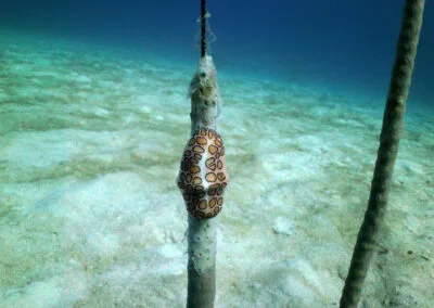 ocean diving 21