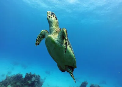 ocean diving 31