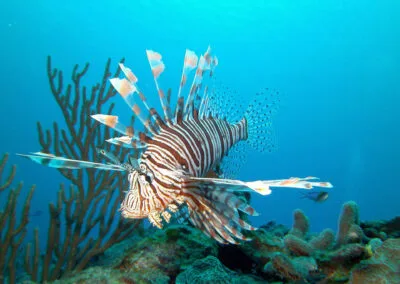 ocean diving 32
