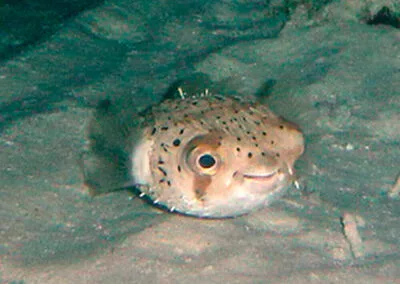 ocean diving 35