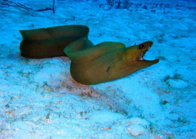 ocean diving 36