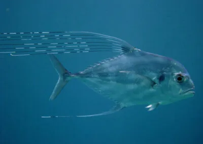 ocean diving 39