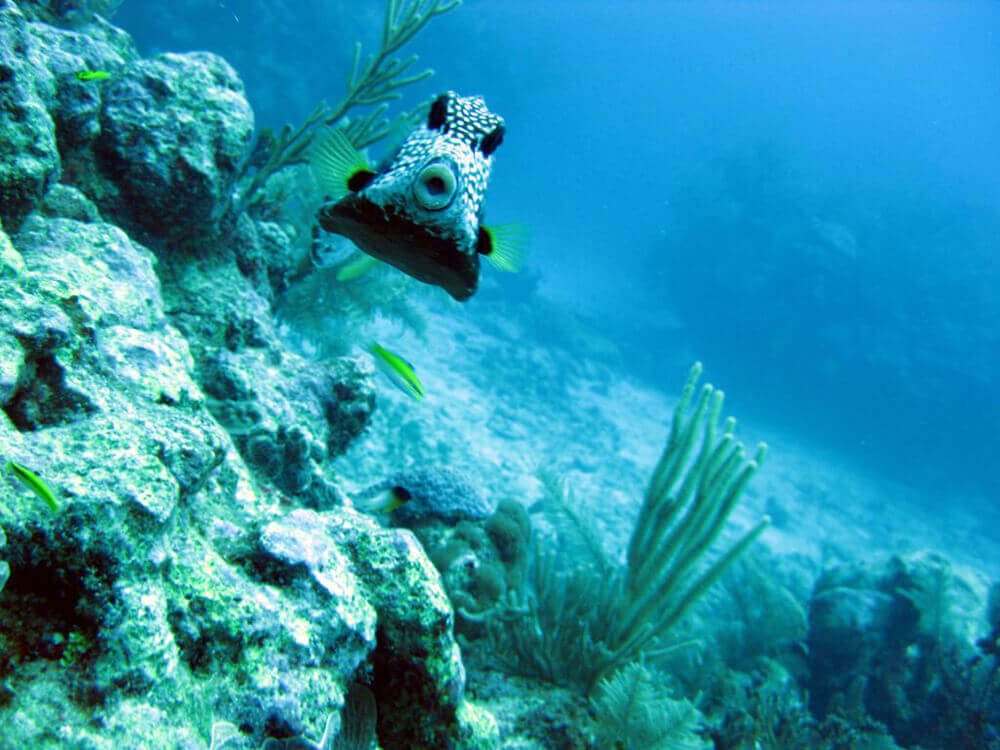 ocean-diving-40 ocean diving 40