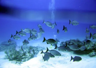ocean diving 45