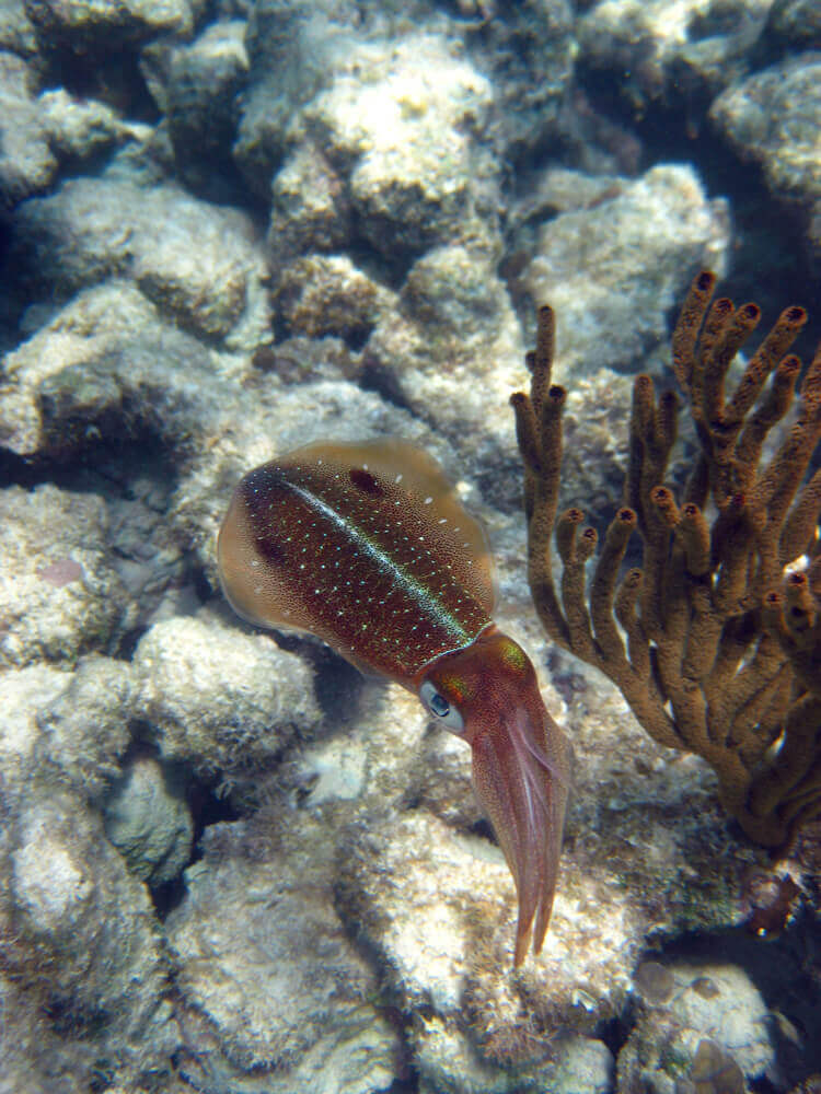 ocean diving 48