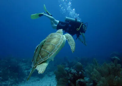 ocean diving 49